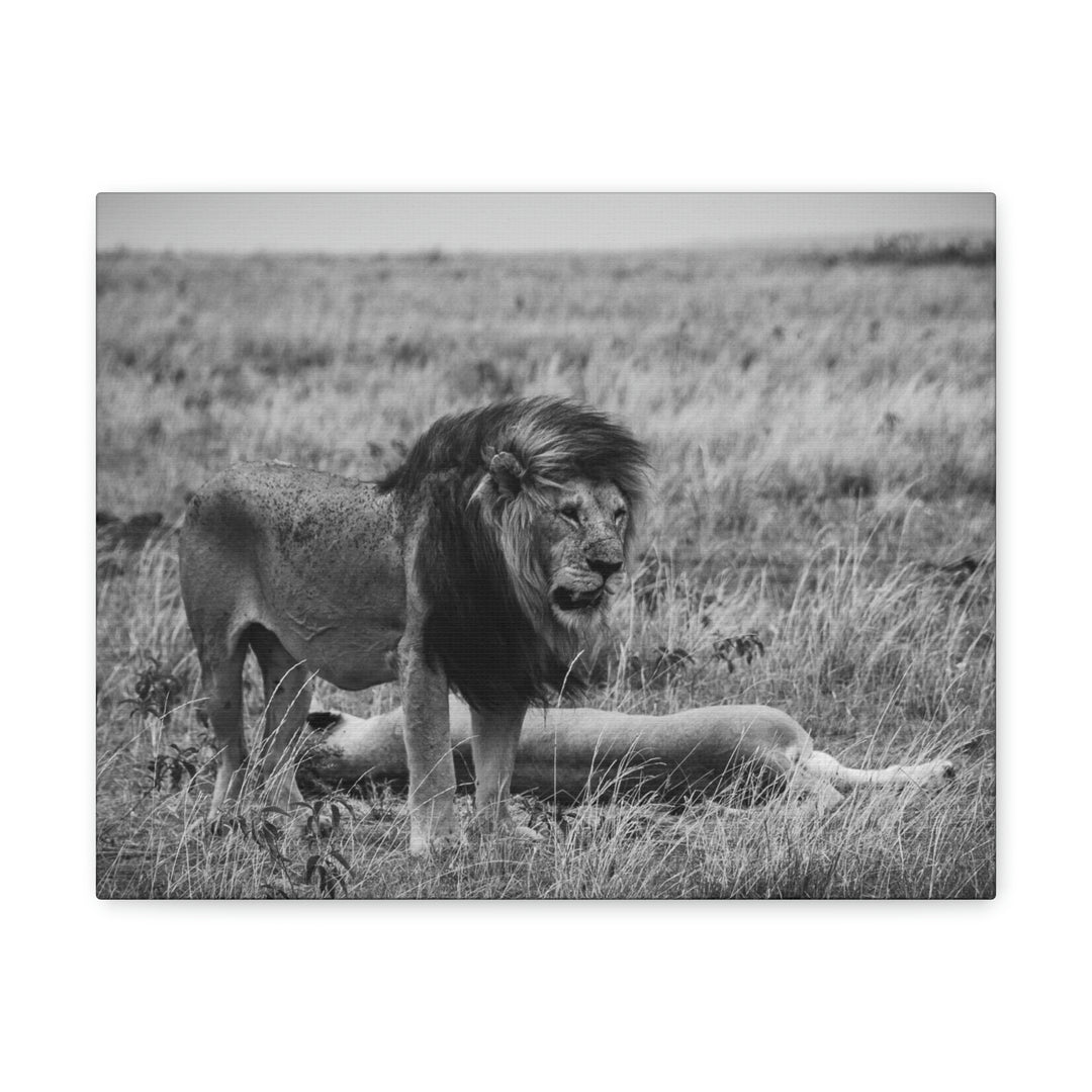 Mating Lions in Black and White - Canvas