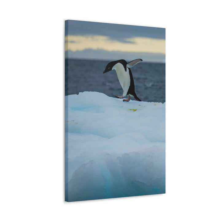 Penguin Dance - Canvas