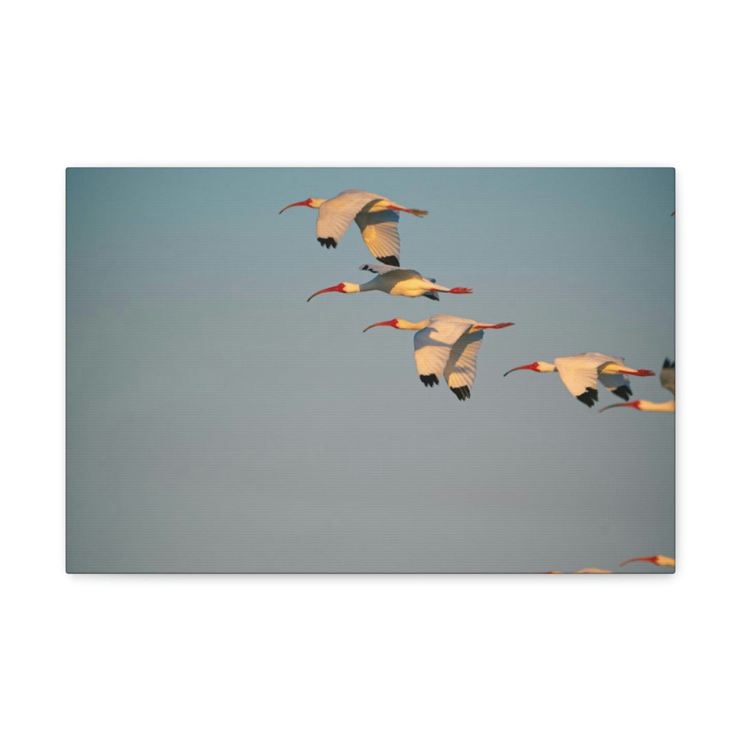 White Ibis in Flight - Canvas