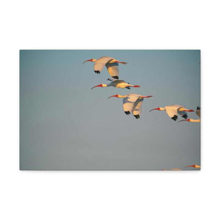 White Ibis in Flight - Canvas