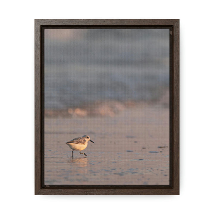 Sanderling in Soft Dusk Light - Canvas with Frame