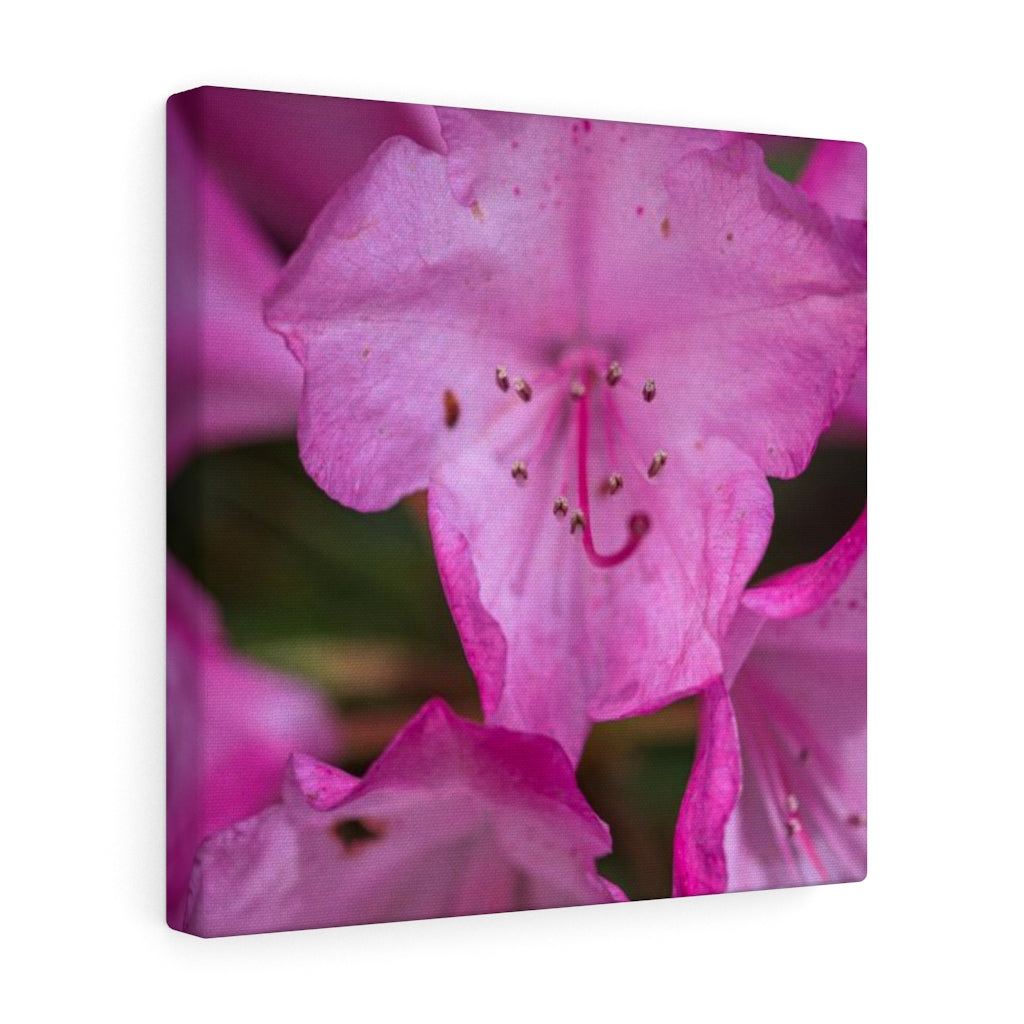 Soft Pinks - Canvas