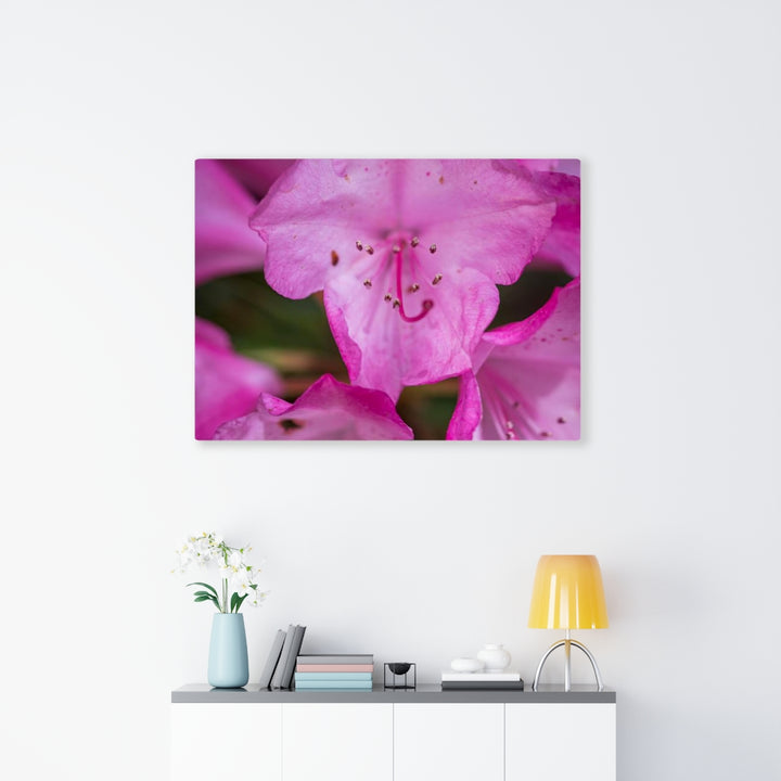 Soft Pinks - Canvas