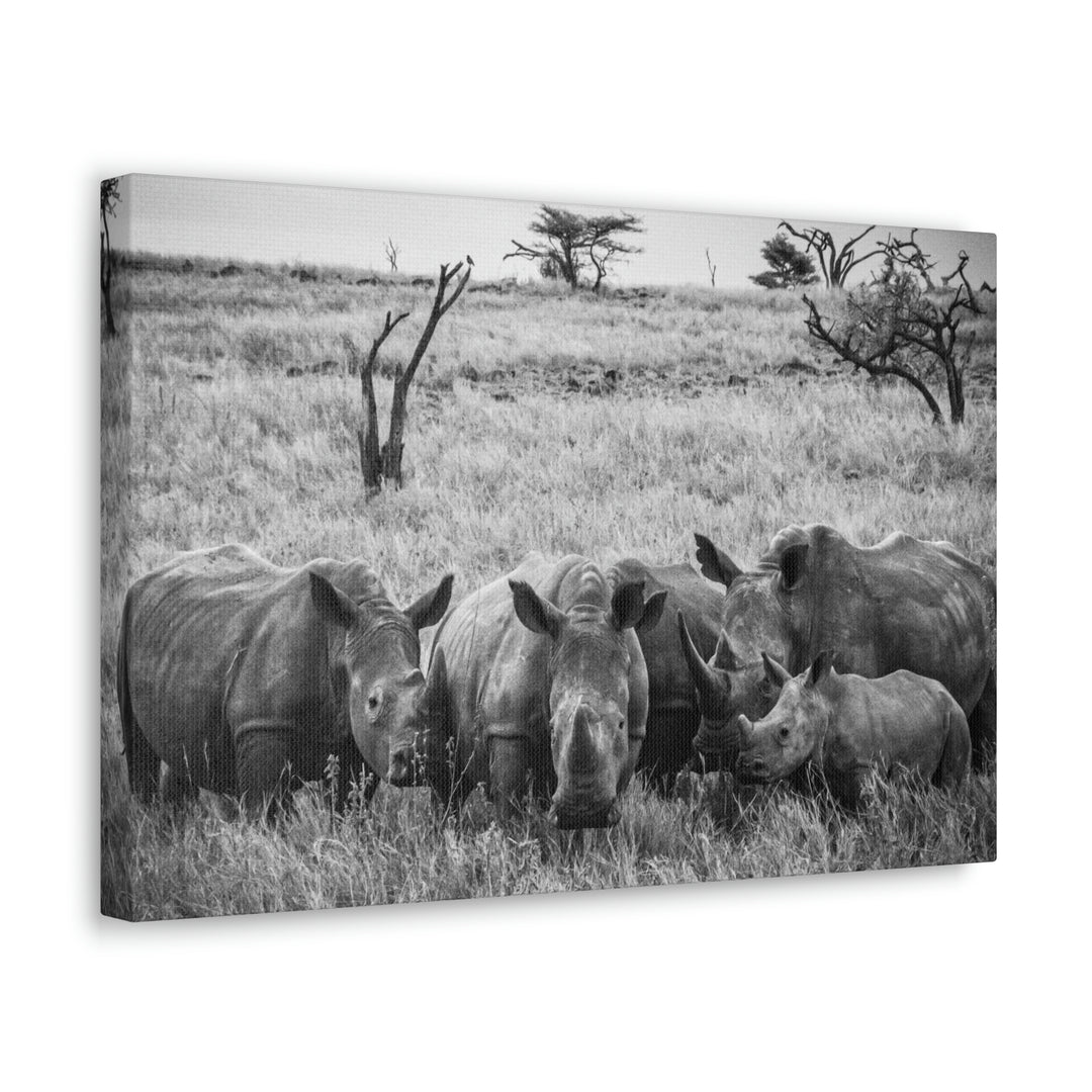 Rhino Family in Black and White - Canvas