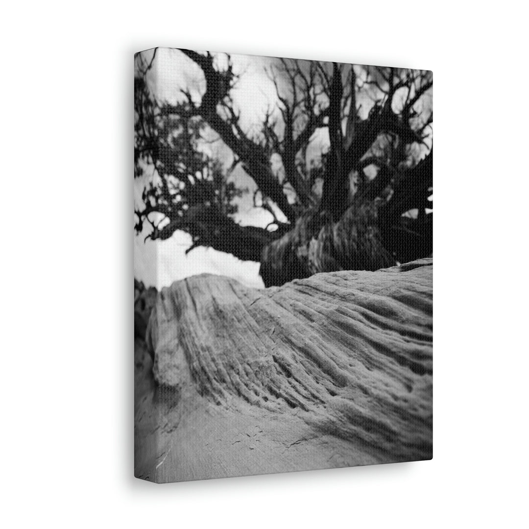 Desert Reach in Black and White - Canvas