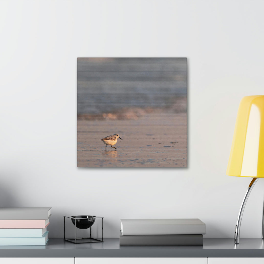 Sanderling in Soft Dusk Light - Canvas