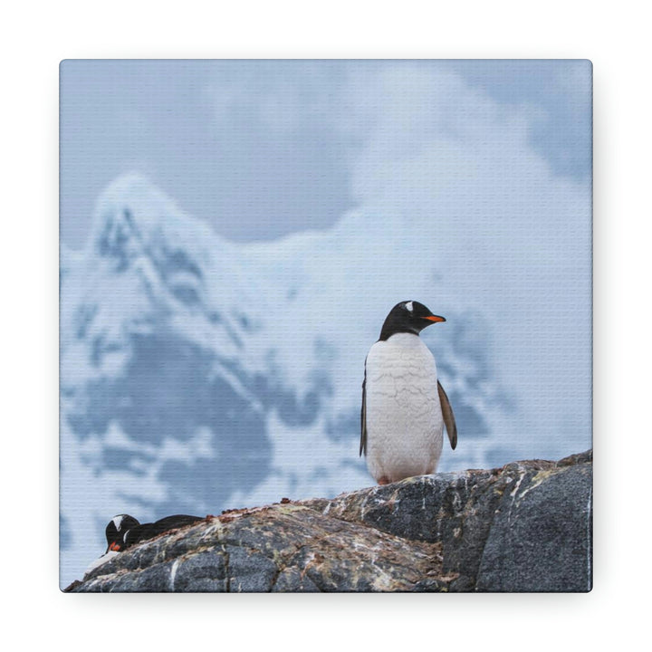 Poised Penguin - Canvas