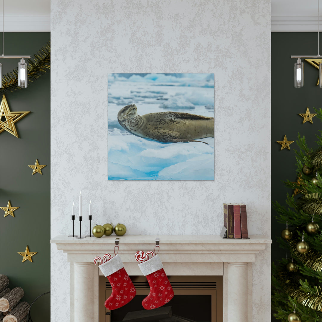 Leopard Seal Relaxing - Canvas