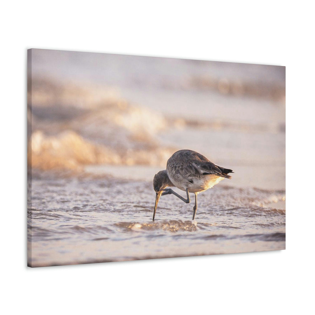 Willet Itch - Canvas