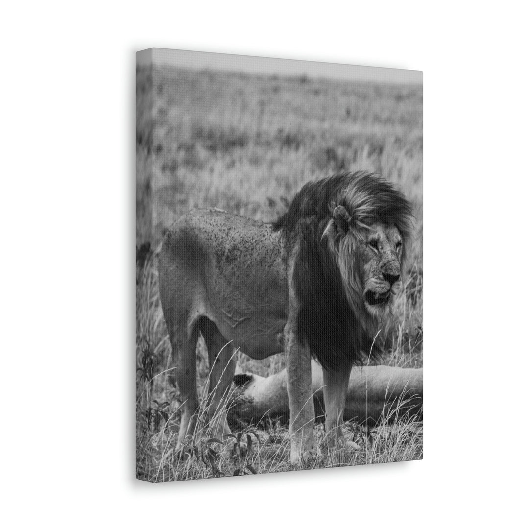 Mating Lions in Black and White - Canvas