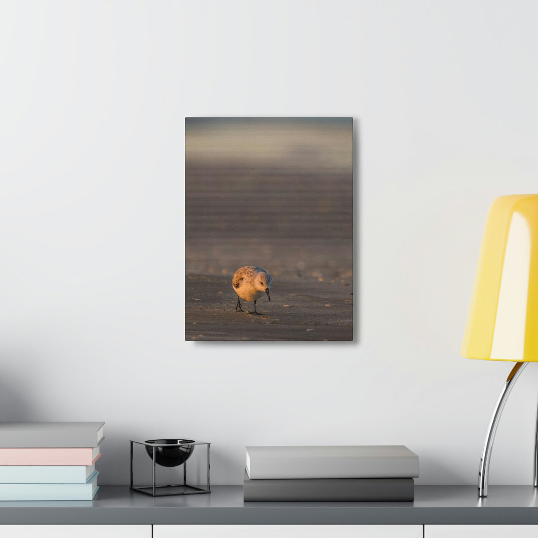 Feeding Sanderling - Canvas