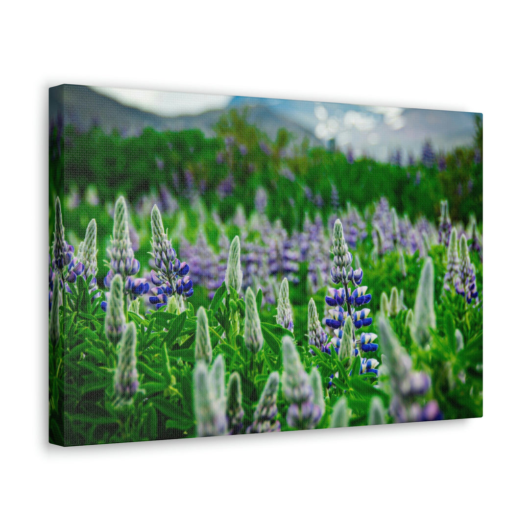 Glowing Lupin with Mountains - Canvas