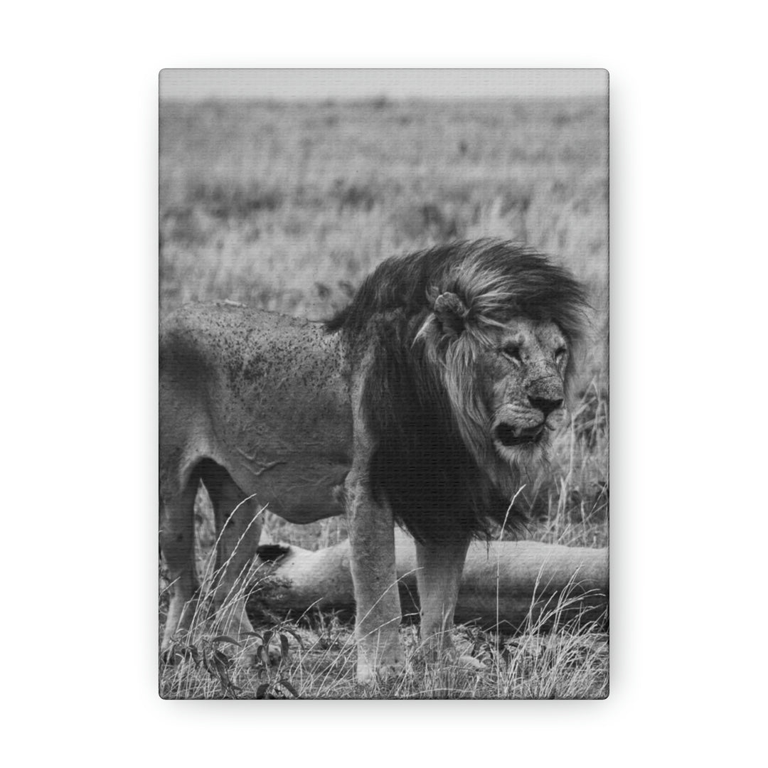 Mating Lions in Black and White - Canvas