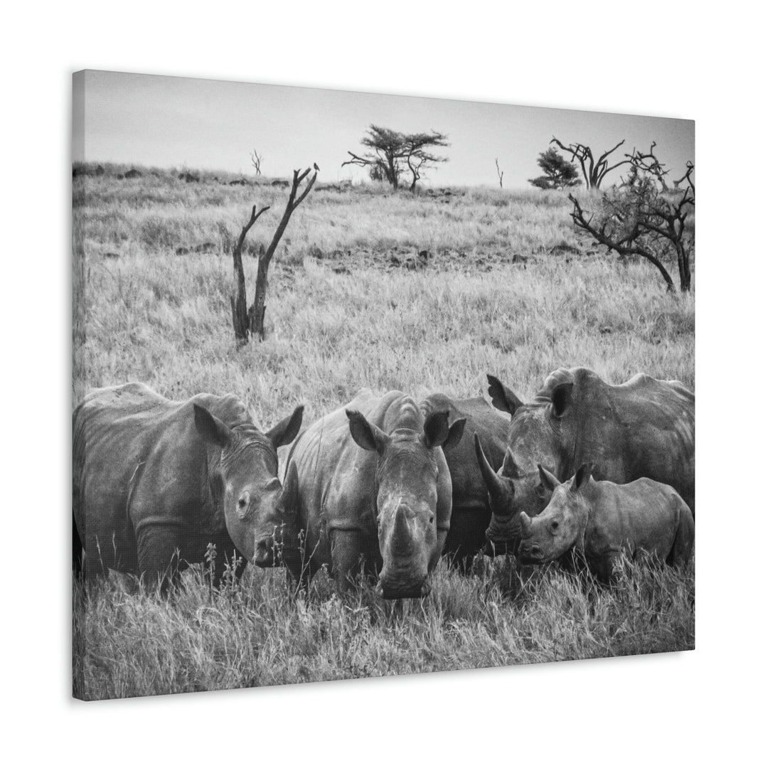 Rhino Family in Black and White - Canvas