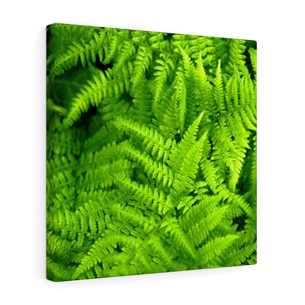 Ferns, Ferns, Ferns - Canvas