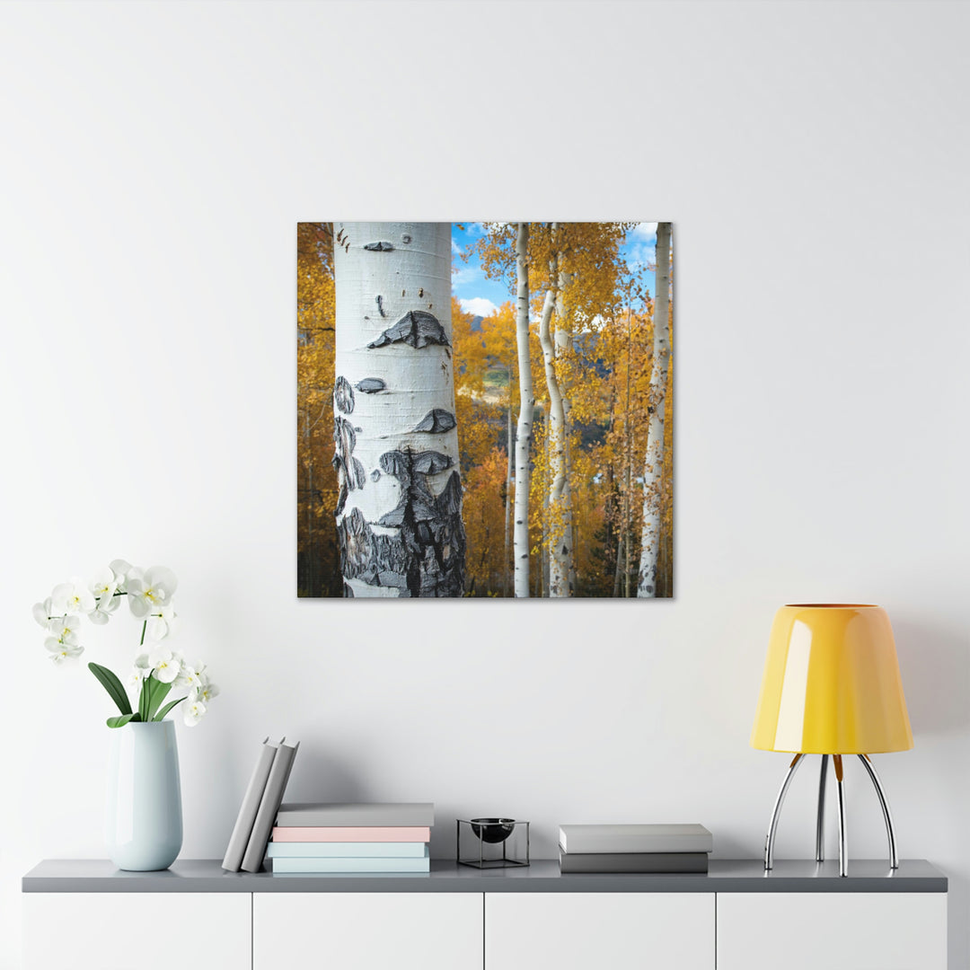 Aspens Changing - Canvas