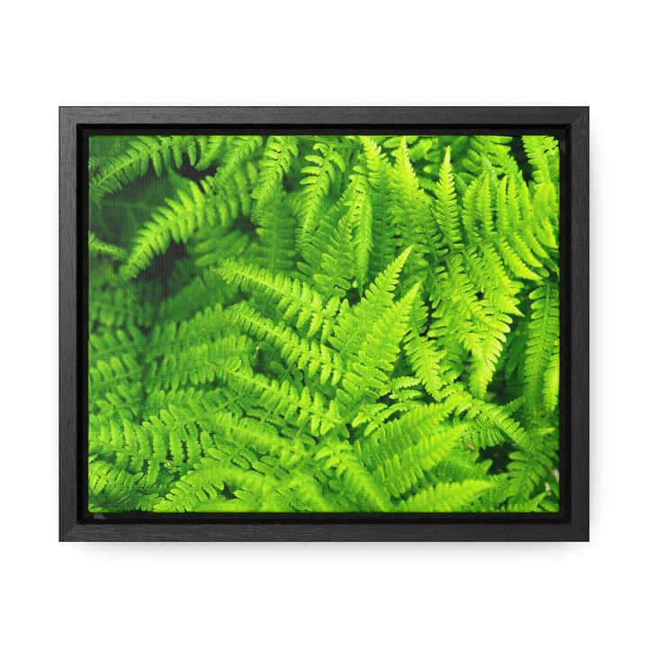 Ferns, Ferns, Ferns - Canvas with Frame