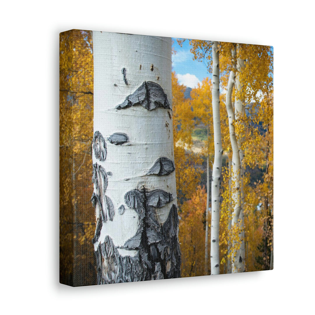 Aspens Changing - Canvas