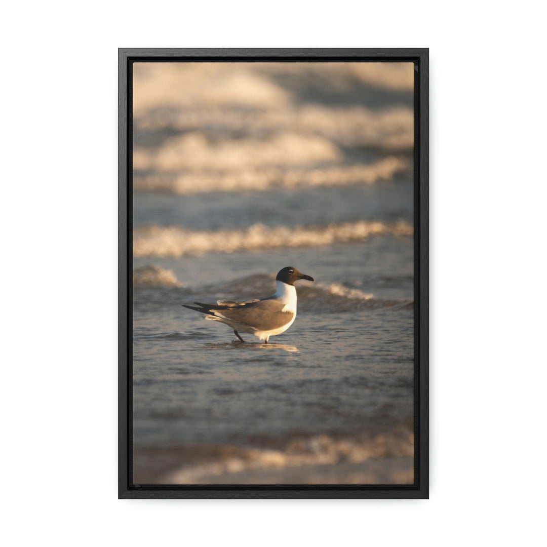 Laughing Gull in the Surf - Canvas with Frame