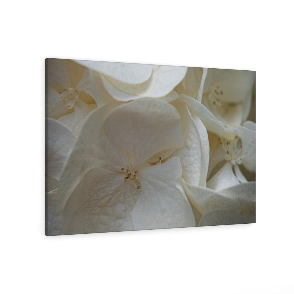 White Hydrangea Detail - Canvas