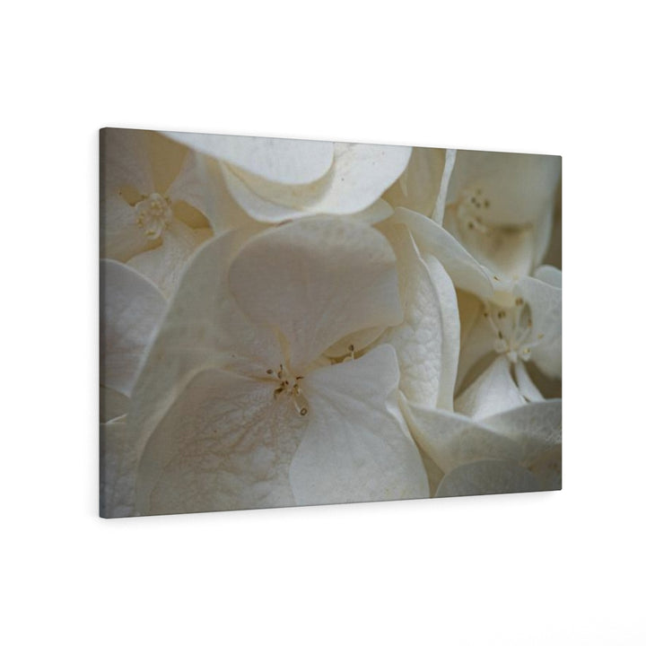 White Hydrangea Detail - Canvas