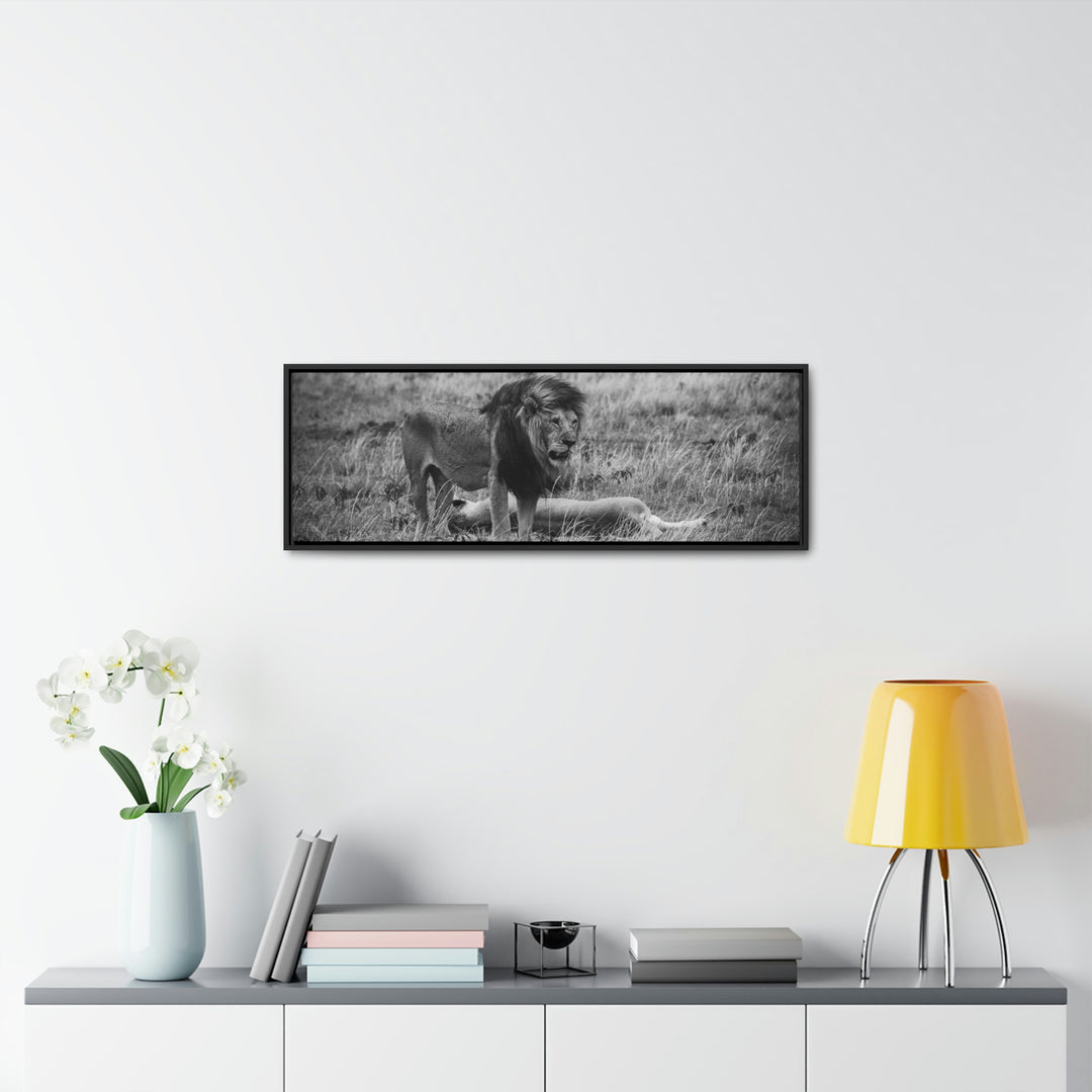 Mating Lions in Black and White - Canvas with Frame