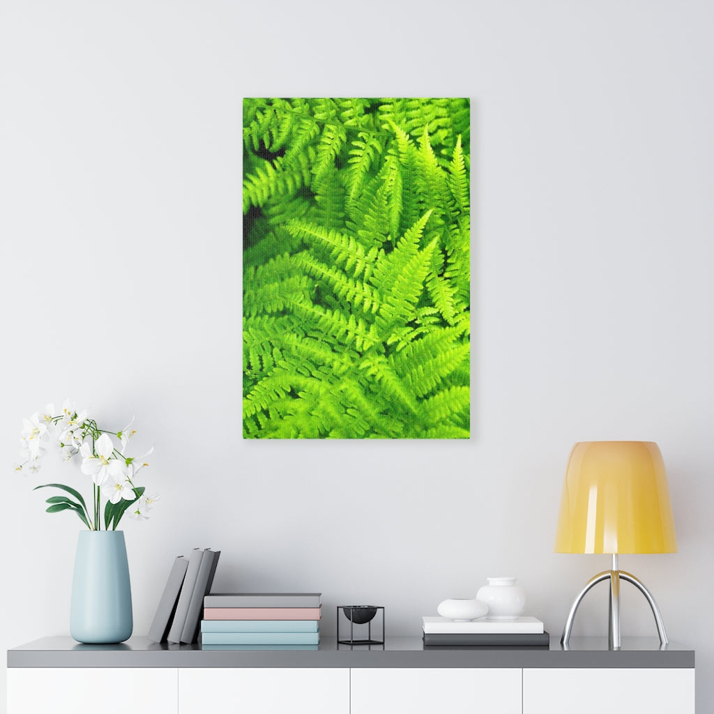 Ferns, Ferns, Ferns - Canvas