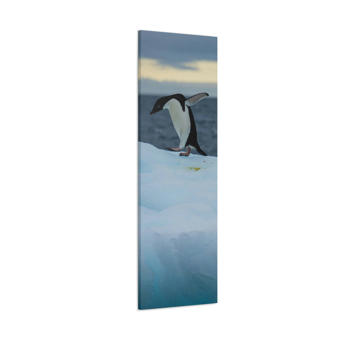 Penguin Dance - Canvas