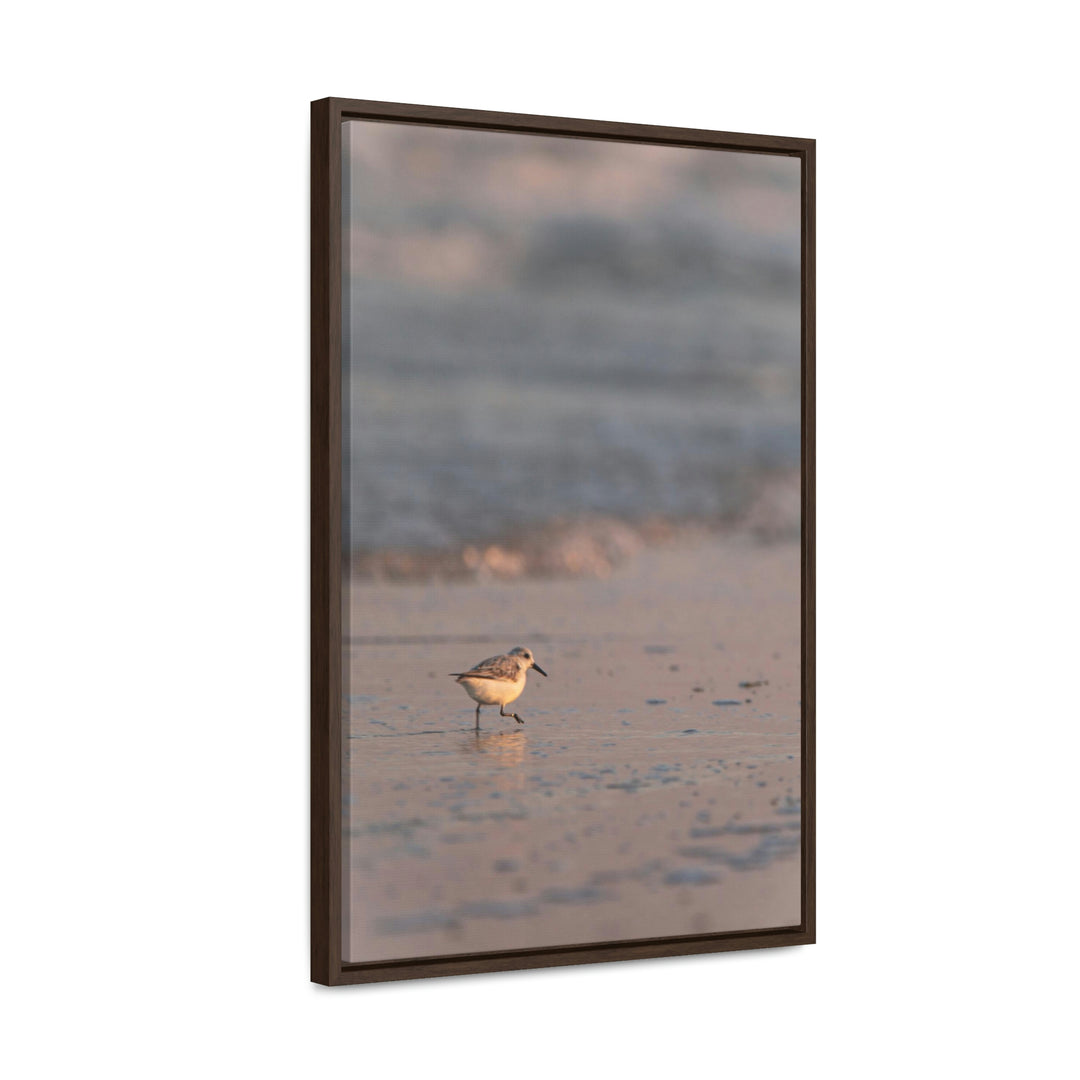 Sanderling in Soft Dusk Light - Canvas with Frame