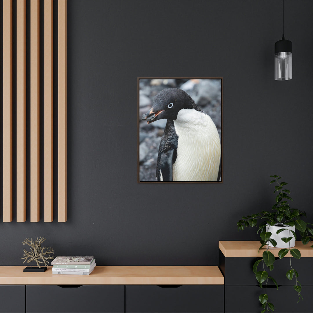 A Penguin's Pebble - Canvas with Frame