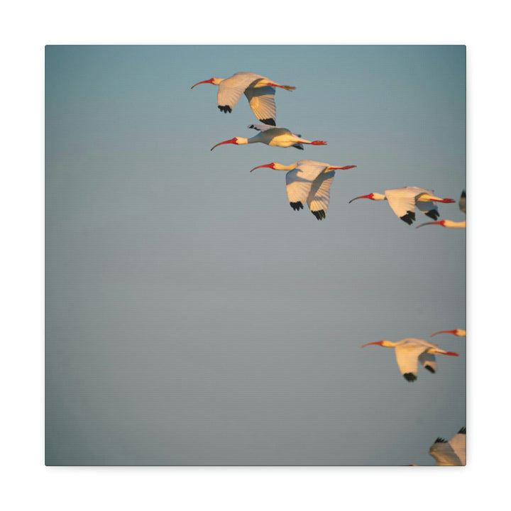 White Ibis in Flight - Canvas