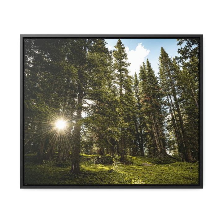 Forest Light - Canvas with Frame