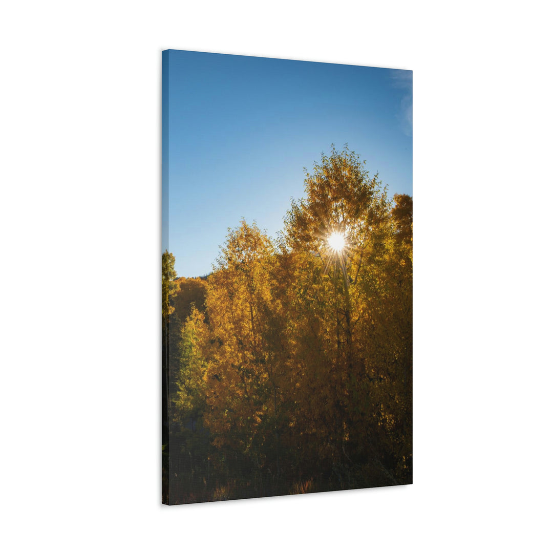 Sun Through the Aspens - Canvas