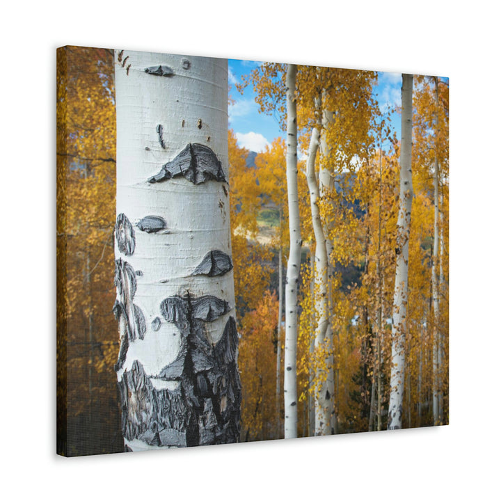 Aspens Changing - Canvas