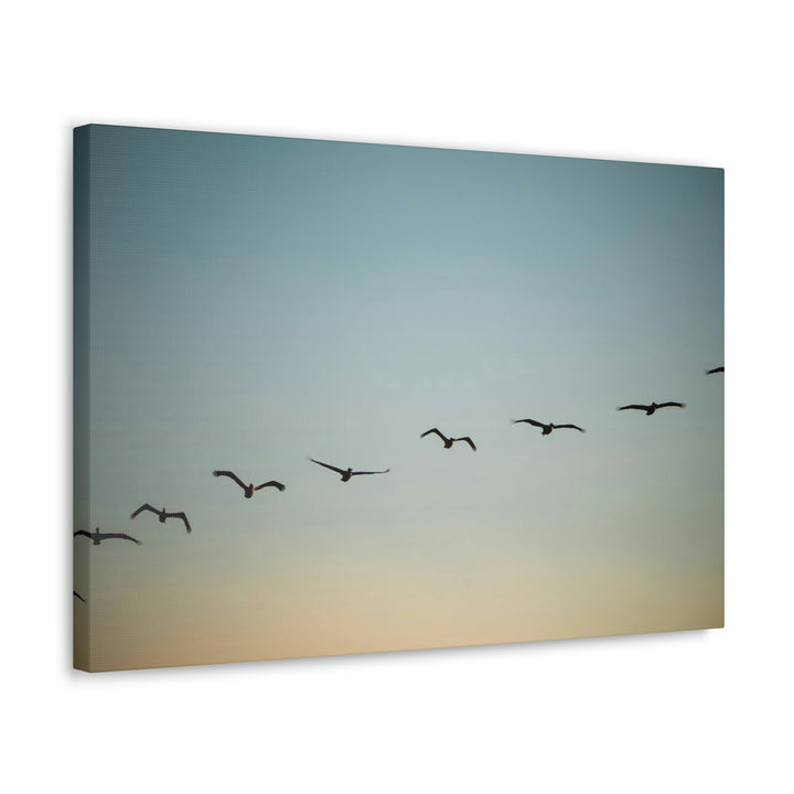 Brown Pelicans in Flight - Canvas