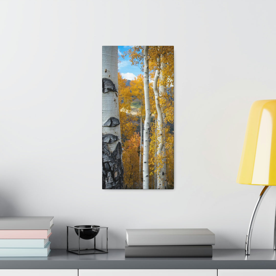 Aspens Changing - Canvas