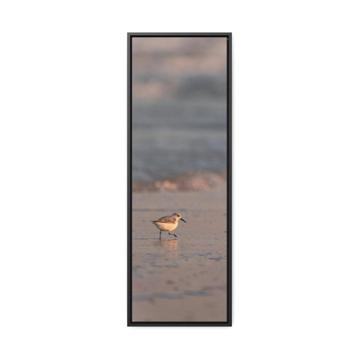 Sanderling in Soft Dusk Light - Canvas with Frame