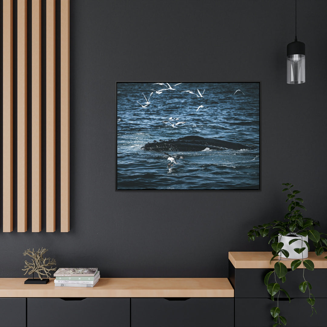 Humpback Hello - Canvas with Frame