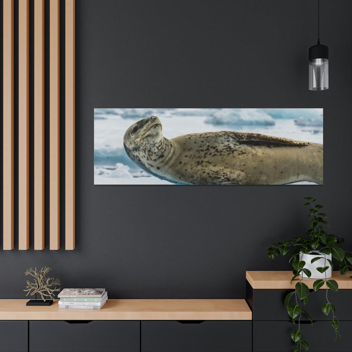 Leopard Seal Relaxing - Canvas