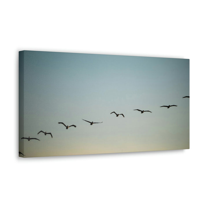 Brown Pelicans in Flight - Canvas