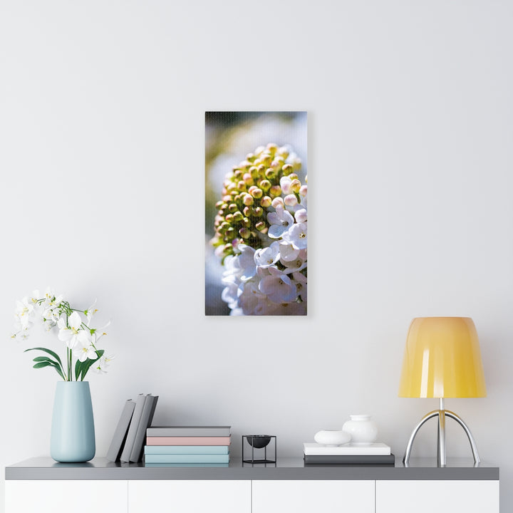 Mid-Bloom - Canvas