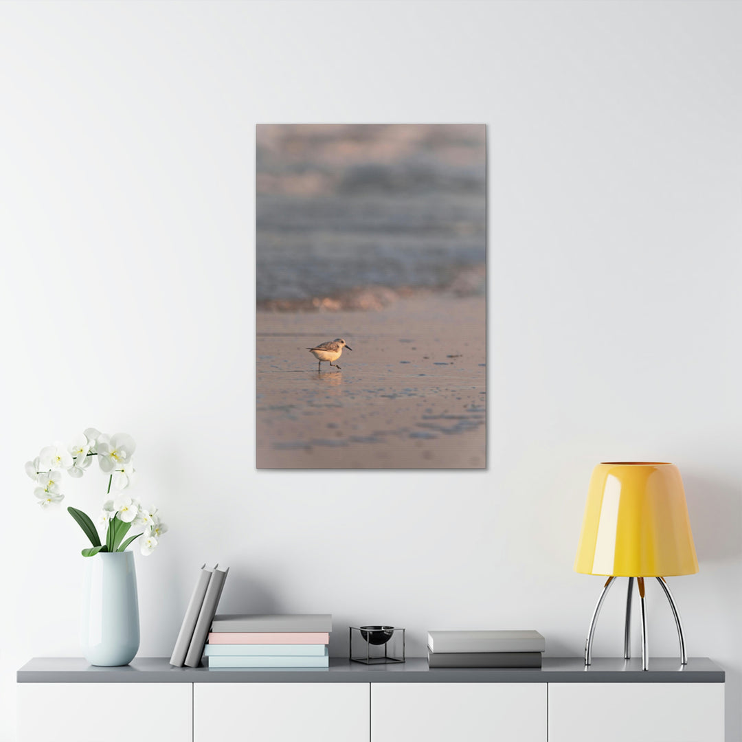 Sanderling in Soft Dusk Light - Canvas