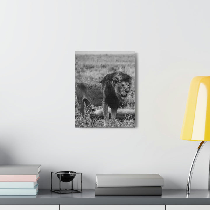 Mating Lions in Black and White - Canvas