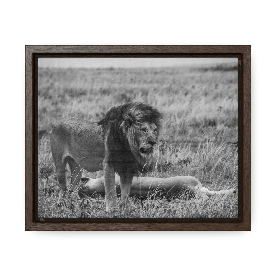 Mating Lions in Black and White - Canvas with Frame