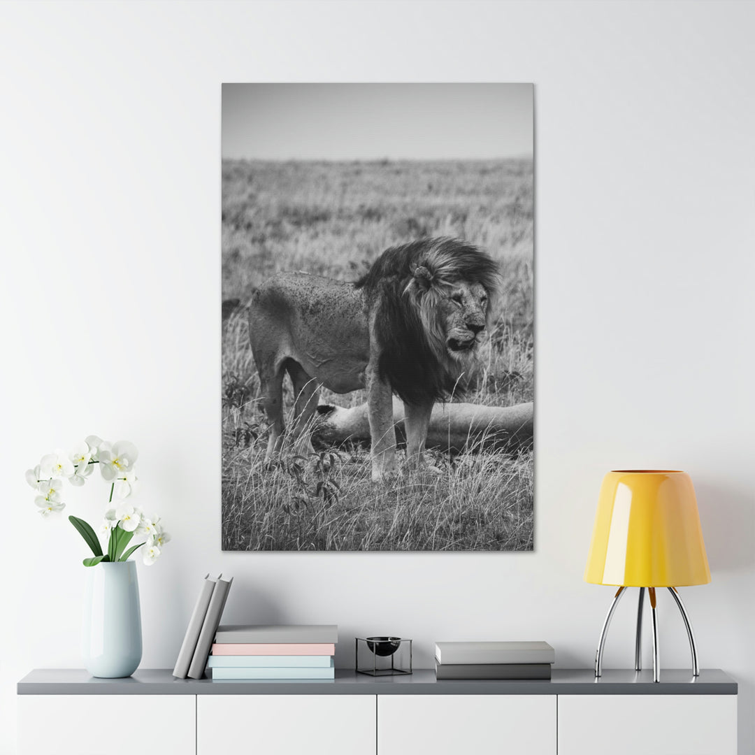 Mating Lions in Black and White - Canvas