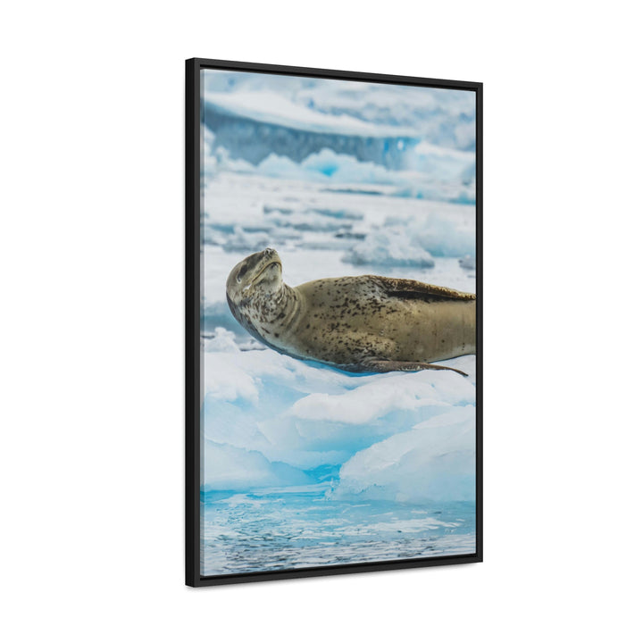 Leopard Seal Relaxing - Canvas with Frame