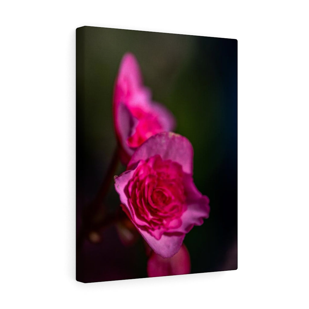 Hybrid Tea Lily - Canvas