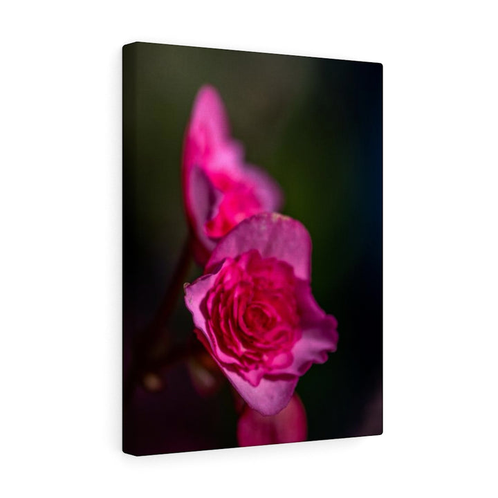 Hybrid Tea Lily - Canvas