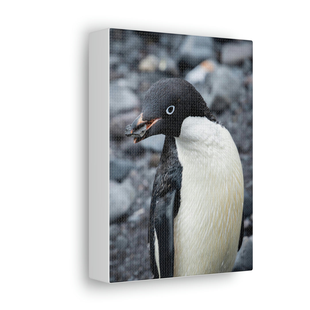 A Penguin's Pebble - Canvas