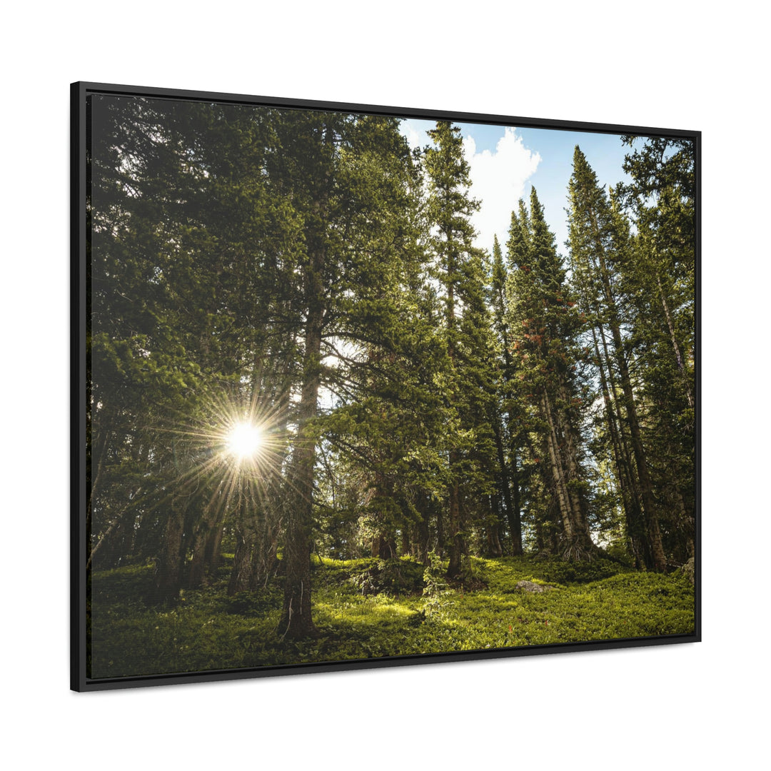 Forest Light - Canvas with Frame